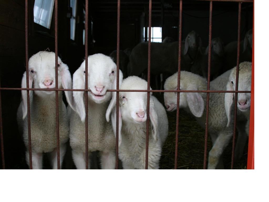 Ferienwohnung Schieslis Sankt Veit in Defereggen Zimmer foto